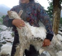 Lightning Smote Nearly 200 Sheep In Xinjiang, Killing Them All