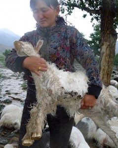 Sheep dead by lightning