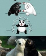 Black Bear + Polar Bear = Panda Bear