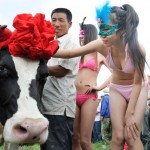 Cow pageant