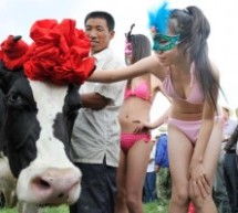 And Now Here Is A Beauty Pageant For Cows
