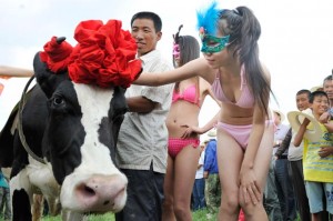 Cow pageant