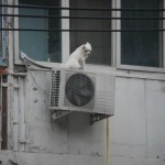 Dog Stranded On Fourth-Story Air Conditioner In Sanlitun. WTF?