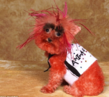 This Is Probably The Ugliest Dressed Dog You’ll Ever See