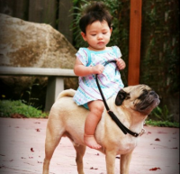 Girl On Pug