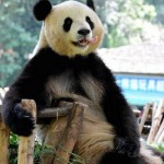 Panda as pervert