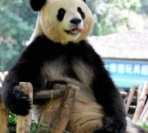 Mid-Week Links: Desperate rescue attempt of toddler in urban well, CD Blues reopens, and pandas can be such pervs