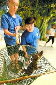 Siamese crocodile