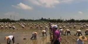 World record rice transplanting in Taiwan featured image