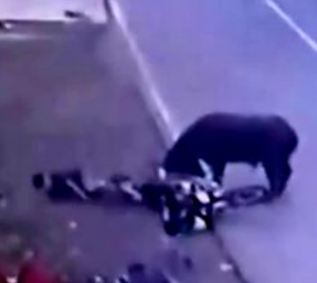 Bull Runs Roughshod In City Street, Much To One Man’s Particular Dismay featured image