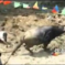 Here’s A Bullfight In Guizhou, And Of Course It’s Funny