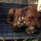 Dogfighting In Beijing Is As Sickening As Dogfighting Elsewhere