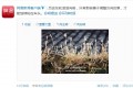 NetEase Compares Global Times Chief Editor Hu Xijin To Grass That Rolls With The Prevailing Political Winds