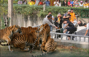 Tiger tug-of-war 1