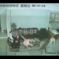 Wild Boar Breaks Into Office, Terrorizes Woman, Basically Ruins Everything
