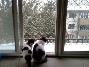 Ovid and Ziggy looking at snow