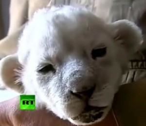 White Lion Cub Finds Home With Puppy Litter, Dog Mom