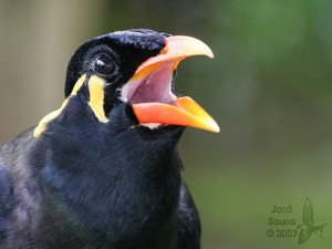 Common hill myna