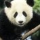 Pandas might be source of powerful new antibiotic