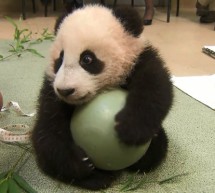 Xiao Liwu, San Diego Zoo’s Newest Panda, Is A Ball Of Cute