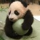 Xiao Liwu, San Diego Zoo’s Newest Panda, Is A Ball Of Cute