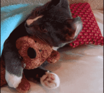 King Tubby’s On Vacation, So Here Are 11 Cat GIFs Instead