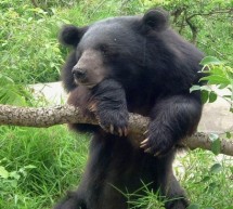 Asiatic Black Bears Rescued From Bile Extraction Farm In Sichuan