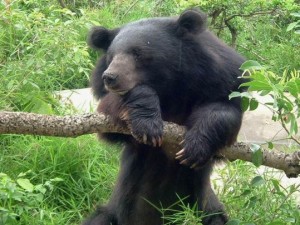 Asiatic black bear 2