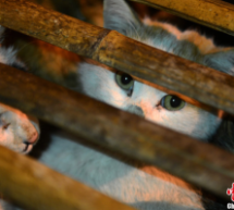 Changsha Residents Scramble To Rescue Hundreds Of Kittens Trapped In Crates After Road Accident