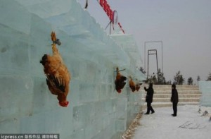 Jilin chickens as targets 1