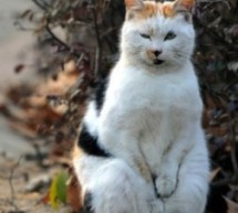 This Nanjing Cat Is A Delight And A Diva