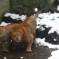 These Lions Are Seriously Pissed Off At You. Yes, You, With The Snowball