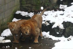 This is what an unhappy lion looks like