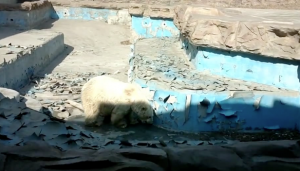 Paltry Beijing Zoo conditions for polar bear featured image