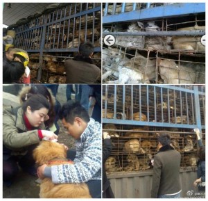 Chongqing dogs needing rescue 1