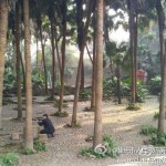 Two Lions Escaped Their Pens In Chongqing Zoo, Didn’t Get Far