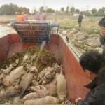 Bay Of Pigheaded Pork Hogwash UPDATE: More Than 3,000 Dredged Out Of Shanghai River, Etc. [UPDATE: Nearly 6,000 Pigs]