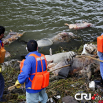 900 Dead Pigs Found In Shanghai Waterway [UPDATE: Swine Count Now In The Thousands]