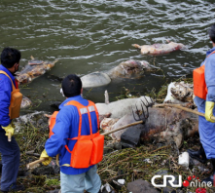 900 Dead Pigs Found In Shanghai Waterway [UPDATE: Swine Count Now In The Thousands]