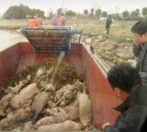 Bay Of Pigheaded Pork Hogwash UPDATE: More Than 3,000 Dredged Out Of Shanghai River, Etc. [UPDATE: Nearly 6,000 Pigs]
