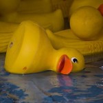 Dead rubber duck