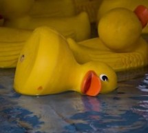 Now They’re Throwing Dead Ducks, Thousands Of Them, Into The River