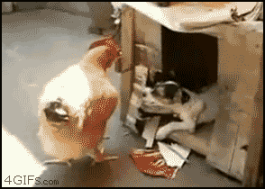 Chicken-raping dog in China
