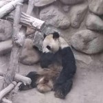 Lanzhou panda