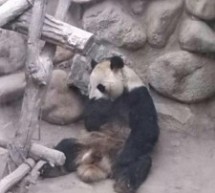 This Is The Saddest Fucking Panda