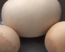 Guizhou Chicken Lays Half-Pound Egg, Which Had An Egg Inside It
