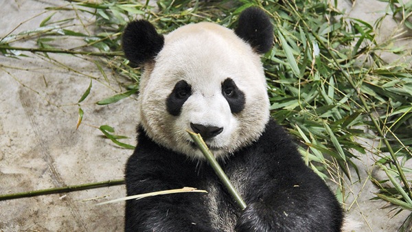 Panda from Chengdu to Canada 1