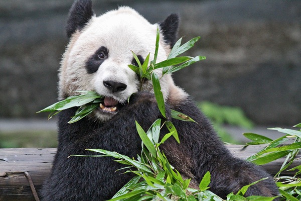 Panda from Chengdu to Canada 2