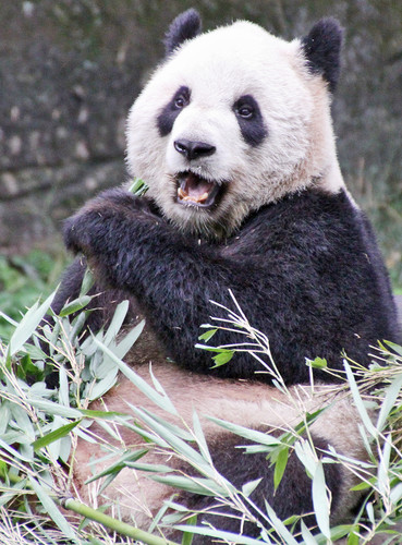 Panda from Chengdu to Canada 3