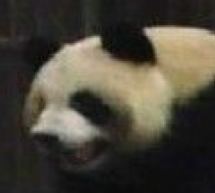 Pandas Having Sex! [NSFW, If You Have Panda Coworkers]